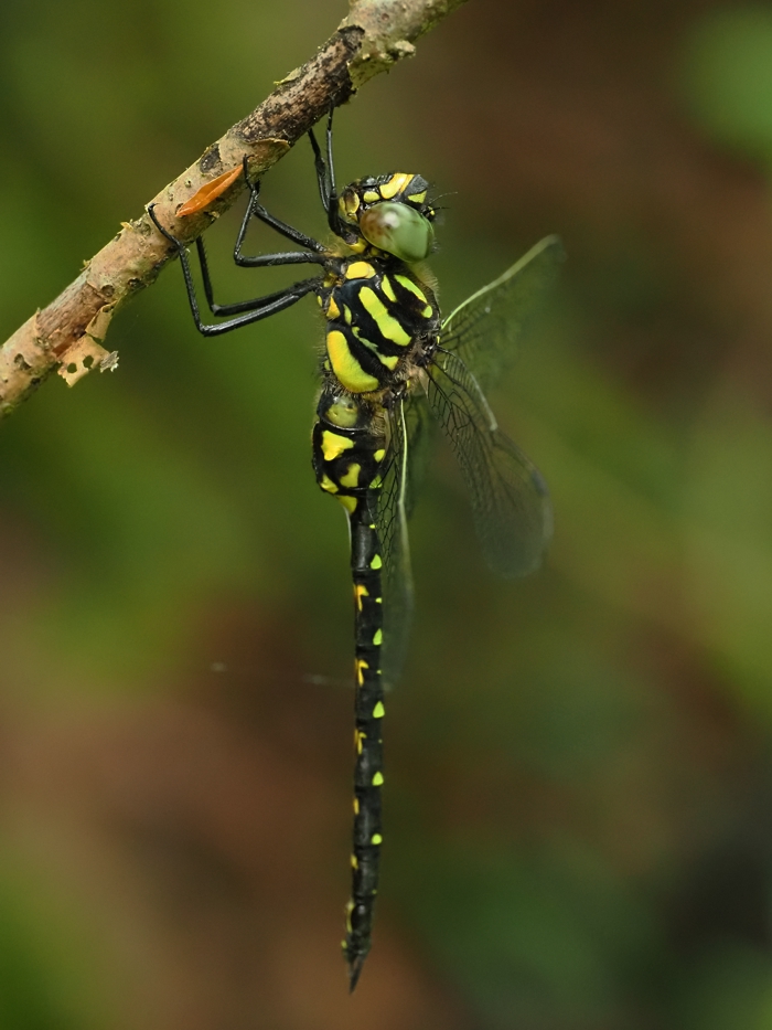 sarasayanma_P5234367 (4).jpg - 376,944Bytes